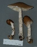 Amanita brunnescens image